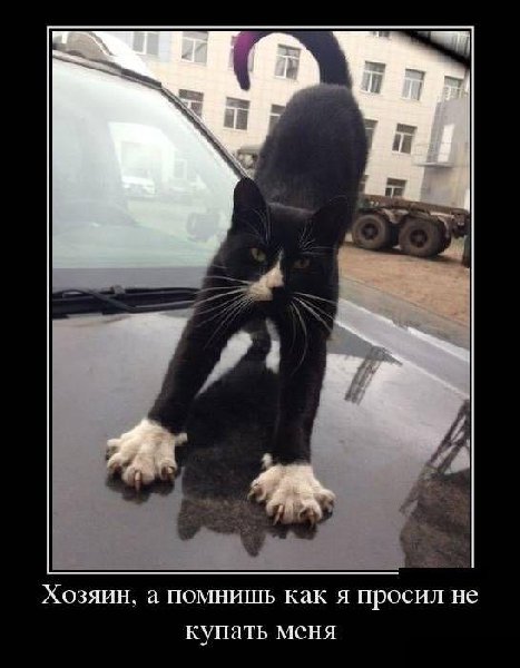 когти.jpg