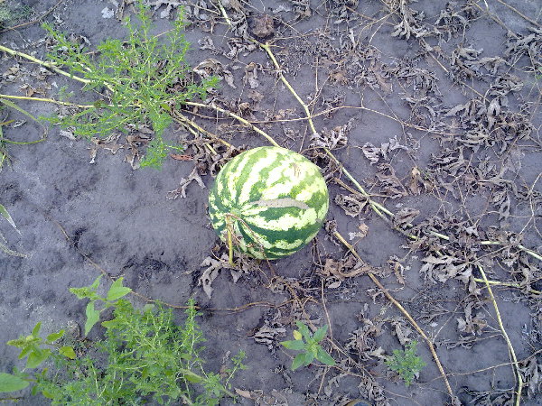 21082011262.jpg