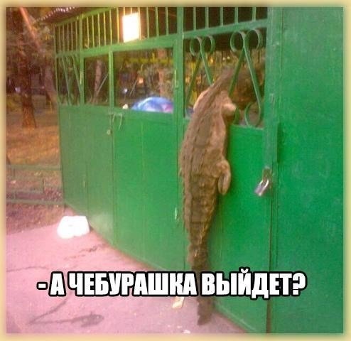 гена846632s-960.jpg