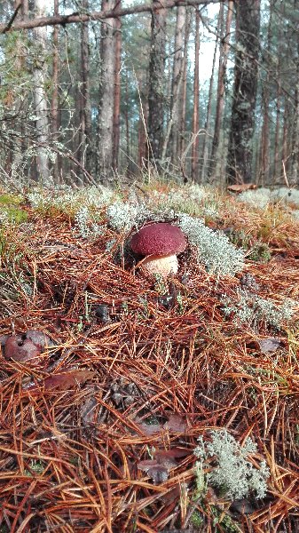 IMG_20150927_095416[1].jpg