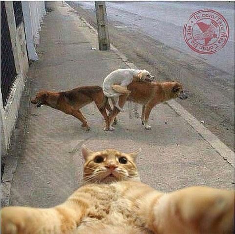 собачки.jpg