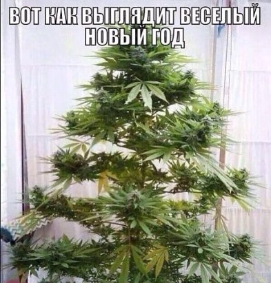 новый год.jpg