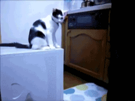 cat.gif