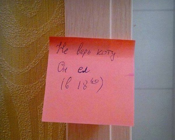 не верь коту.jpg