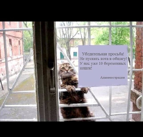котяра.jpg