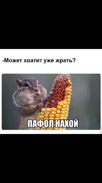 2016-12-09 хомяк.jpg
