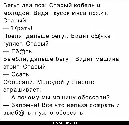 псы.jpg