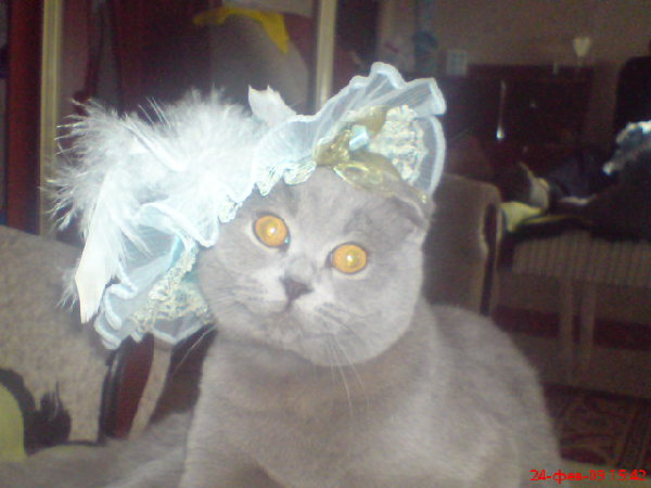DSC00454.jpg