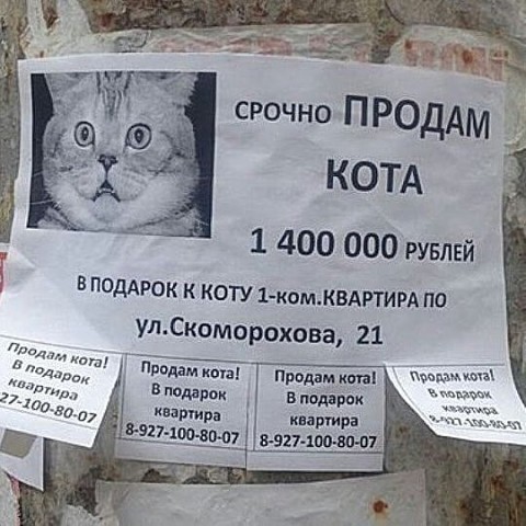 продам кота.jpg