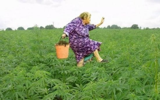 урожай.jpg